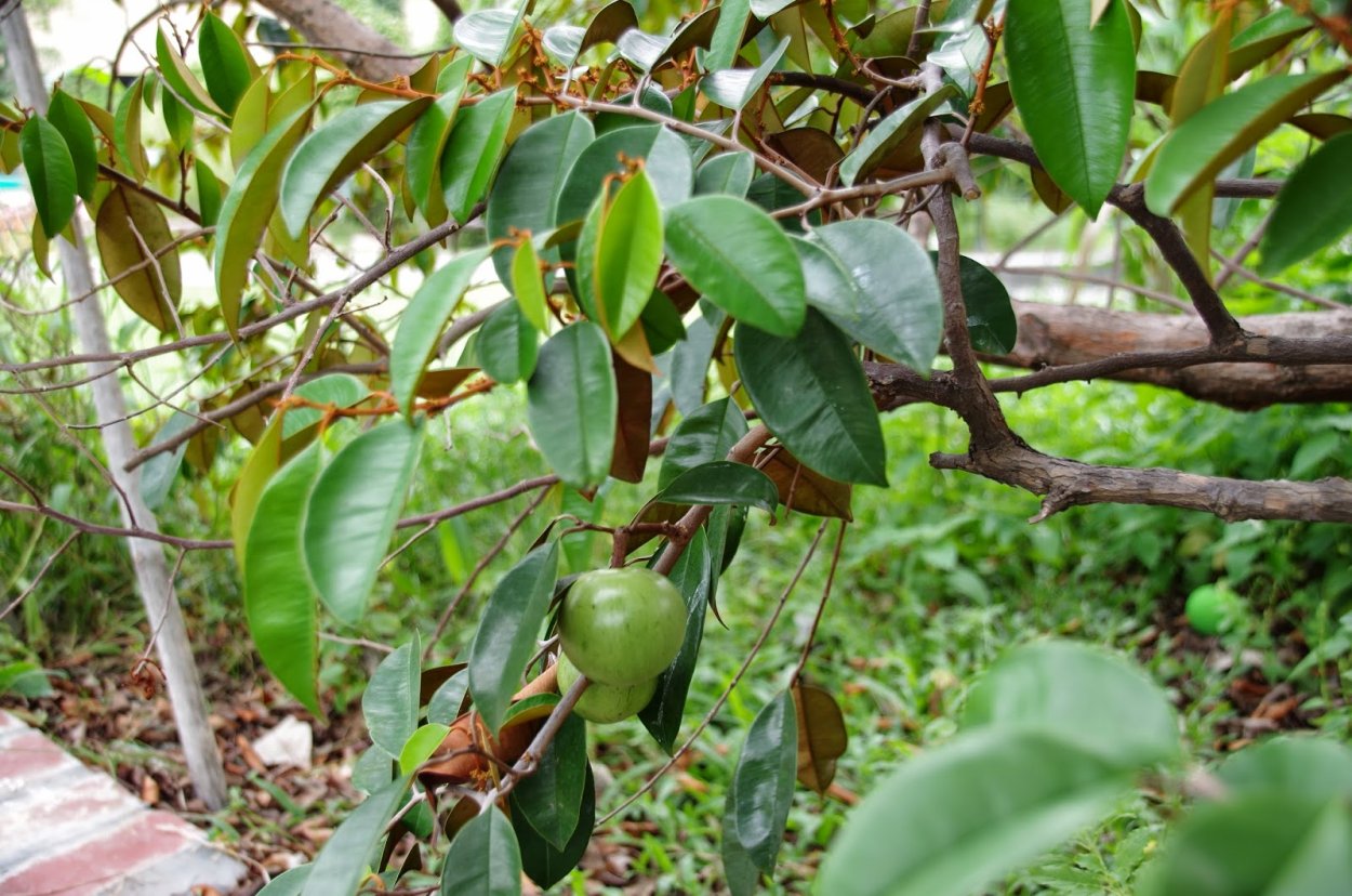 Саподилла цветок