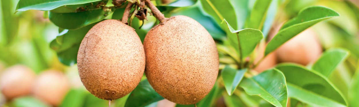 Сапотовое дерево Саподилла