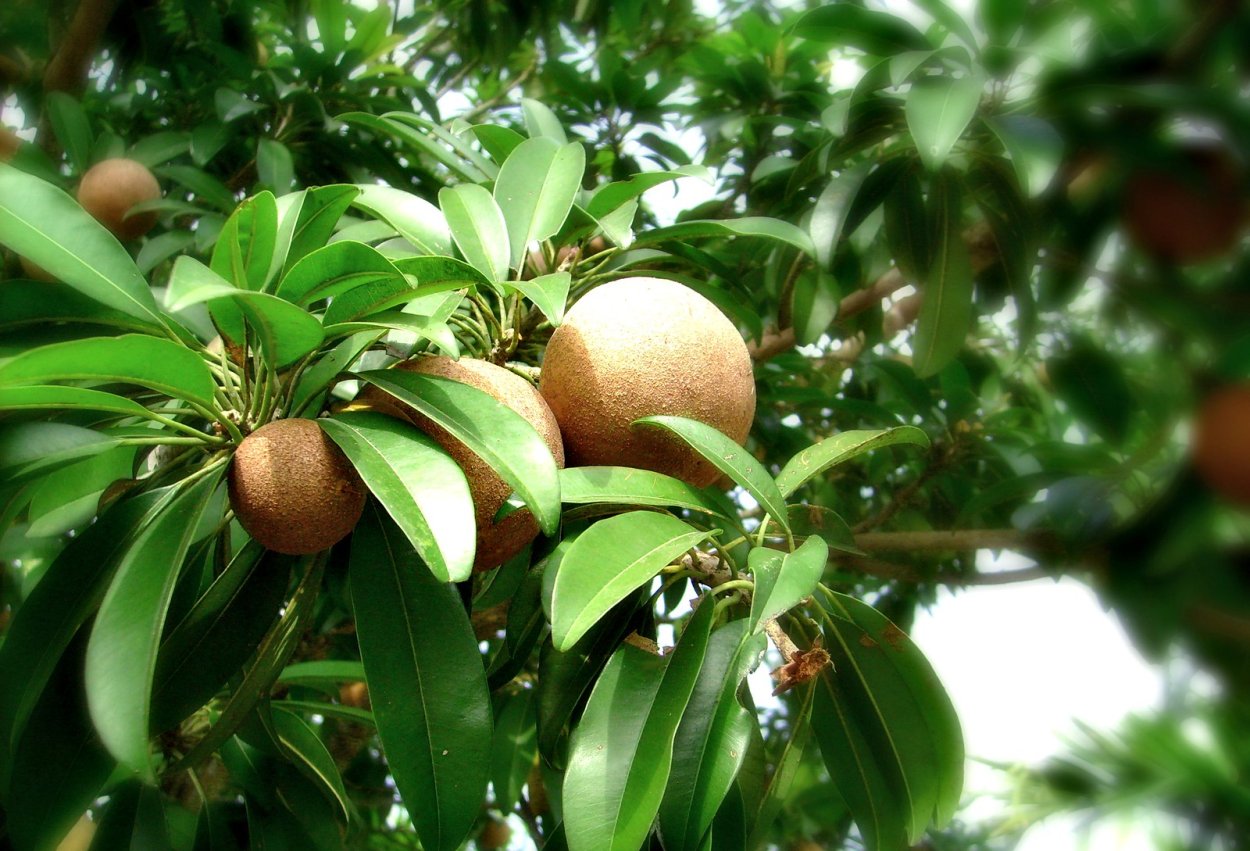 Сапотовое дерево Саподилла