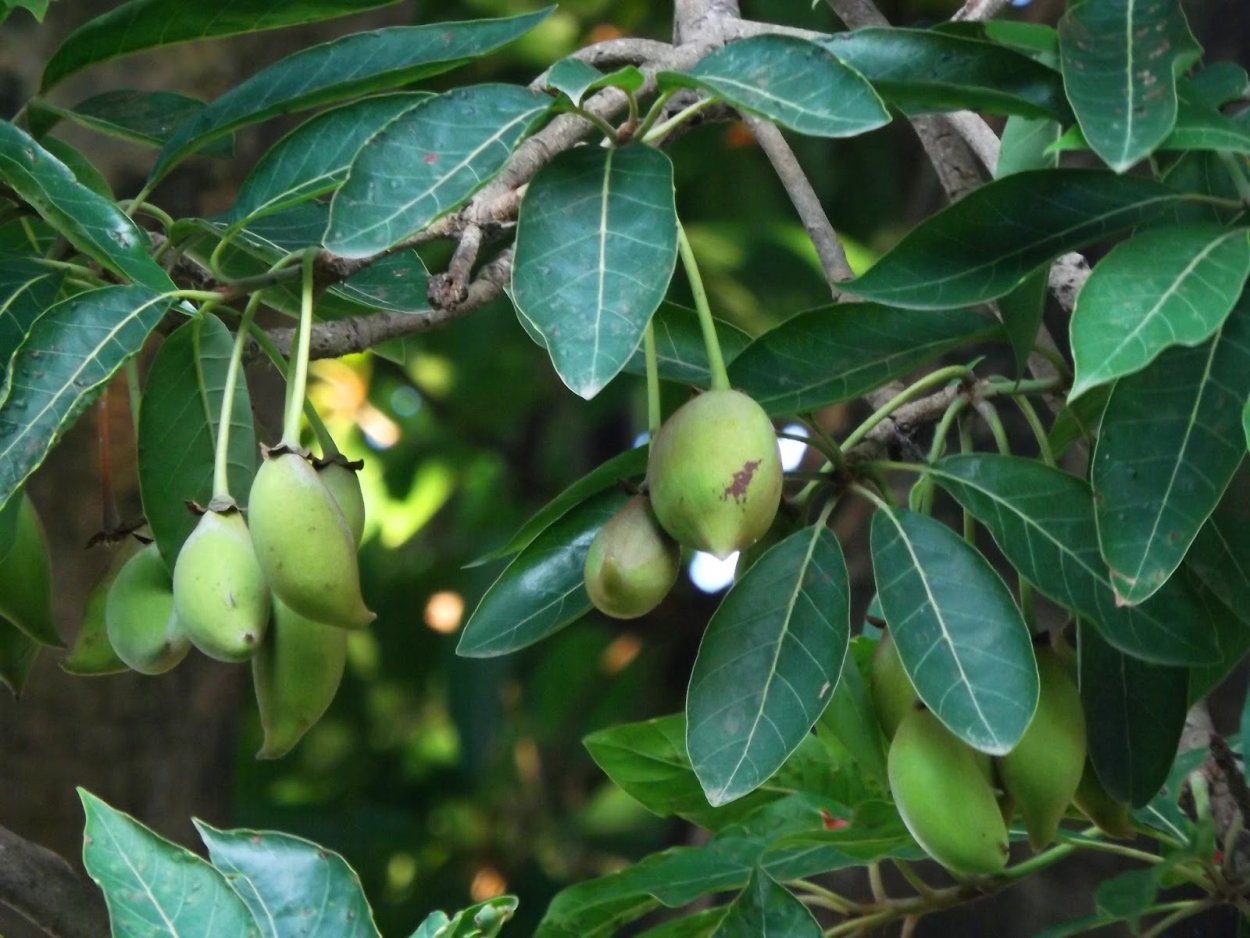 Synsepalum dulcificum