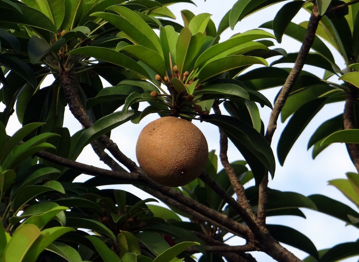 Manilkara zapota