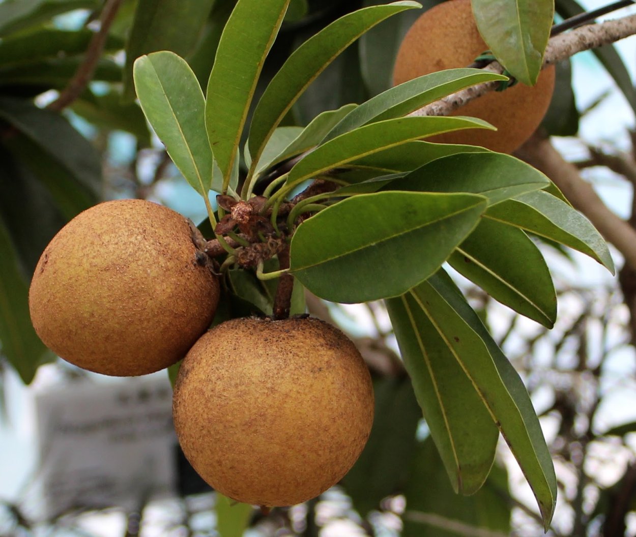 Саподилла фрукт