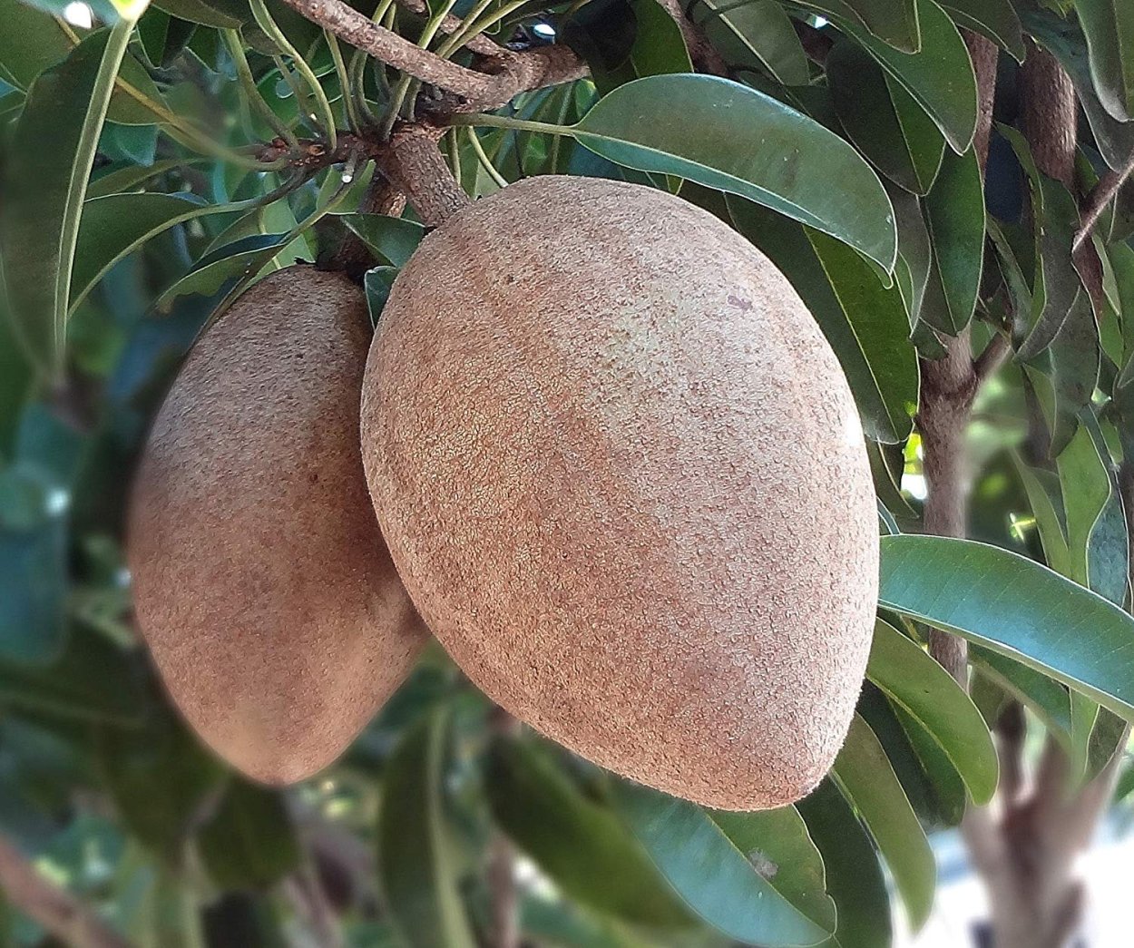 Дерево сапота мармеладное дерево