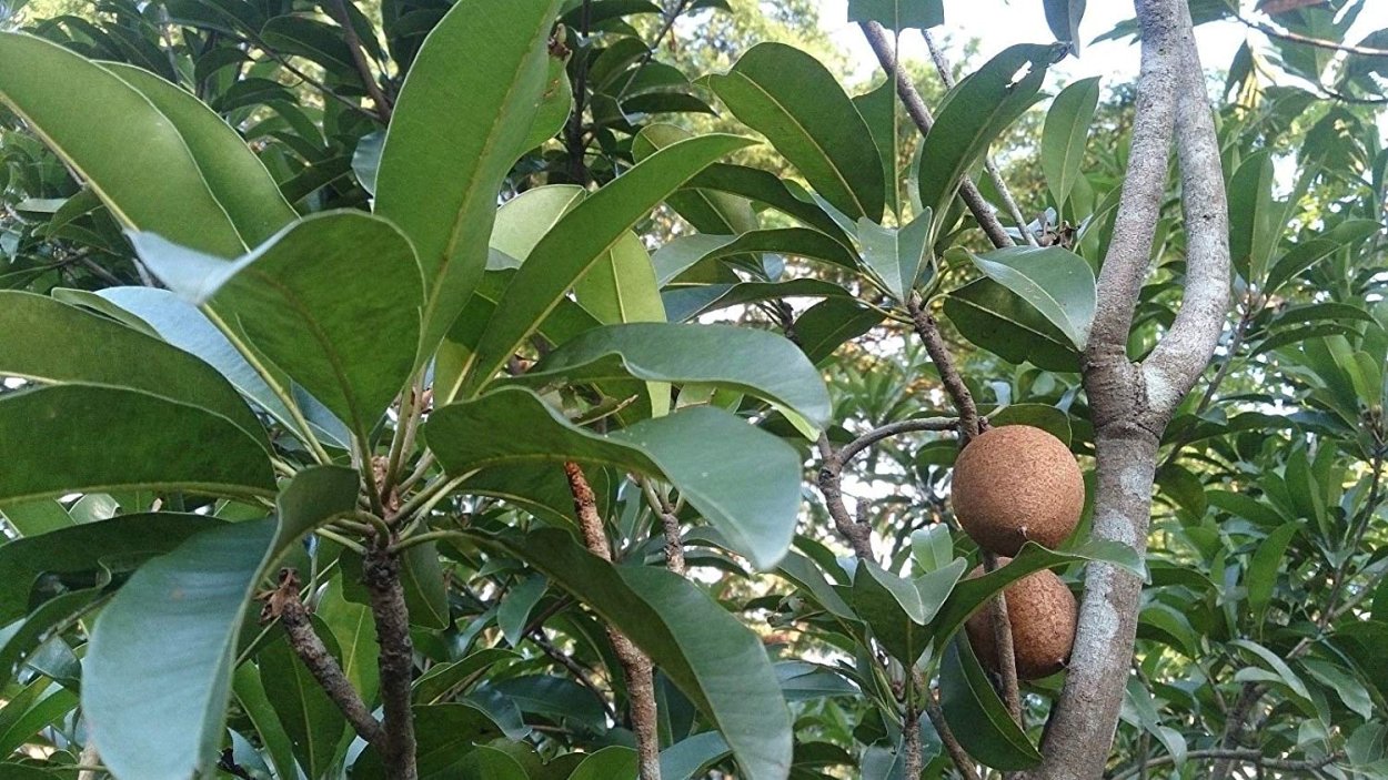 Саподилла (Sapodilla)