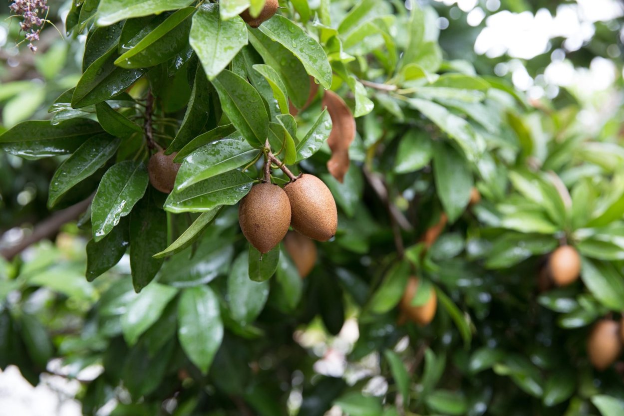 Саподилла каучук