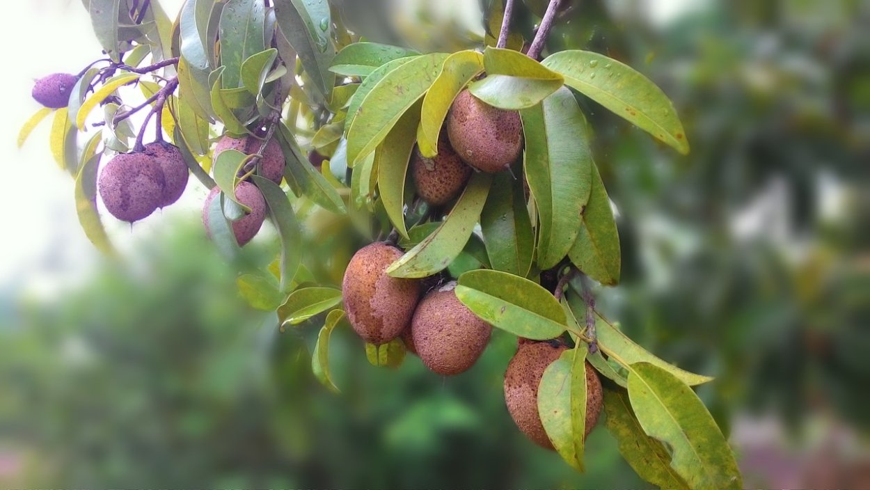 Саподилла (Sapodilla)