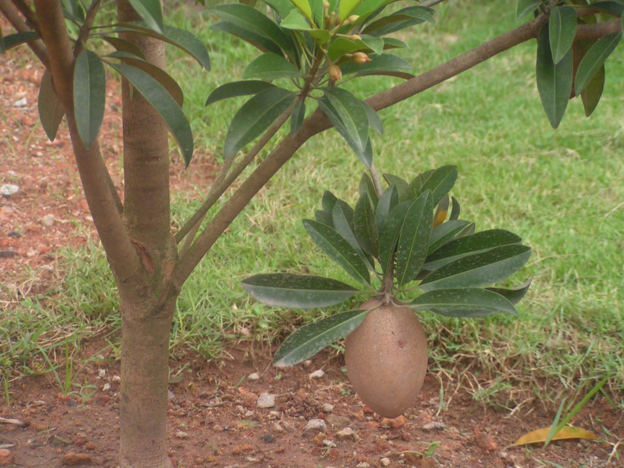 Саподилла фрукт