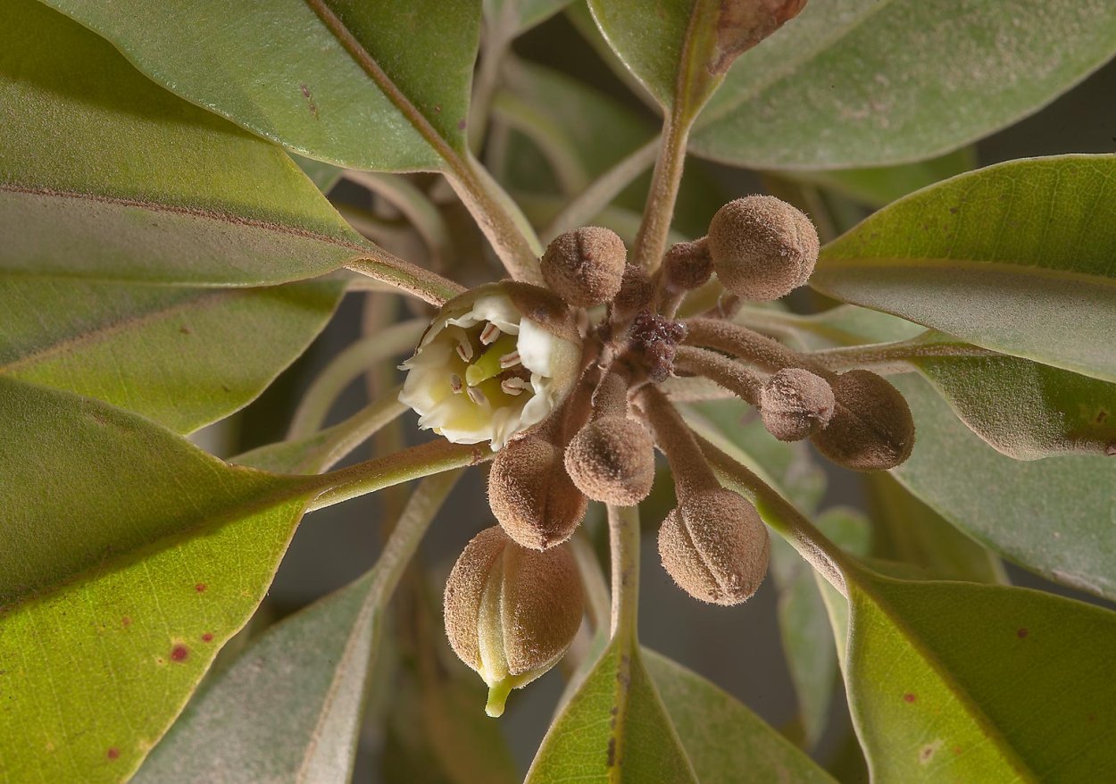 Саподилла (Sapodilla / Naseberry
