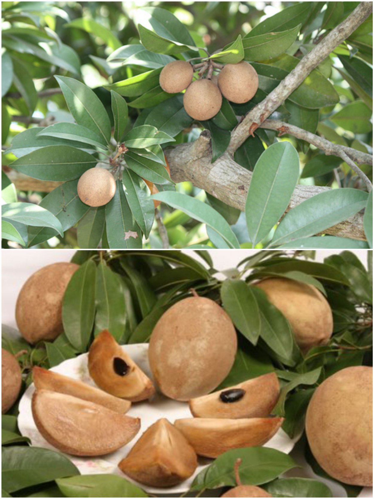 Сапотовое дерево Саподилла