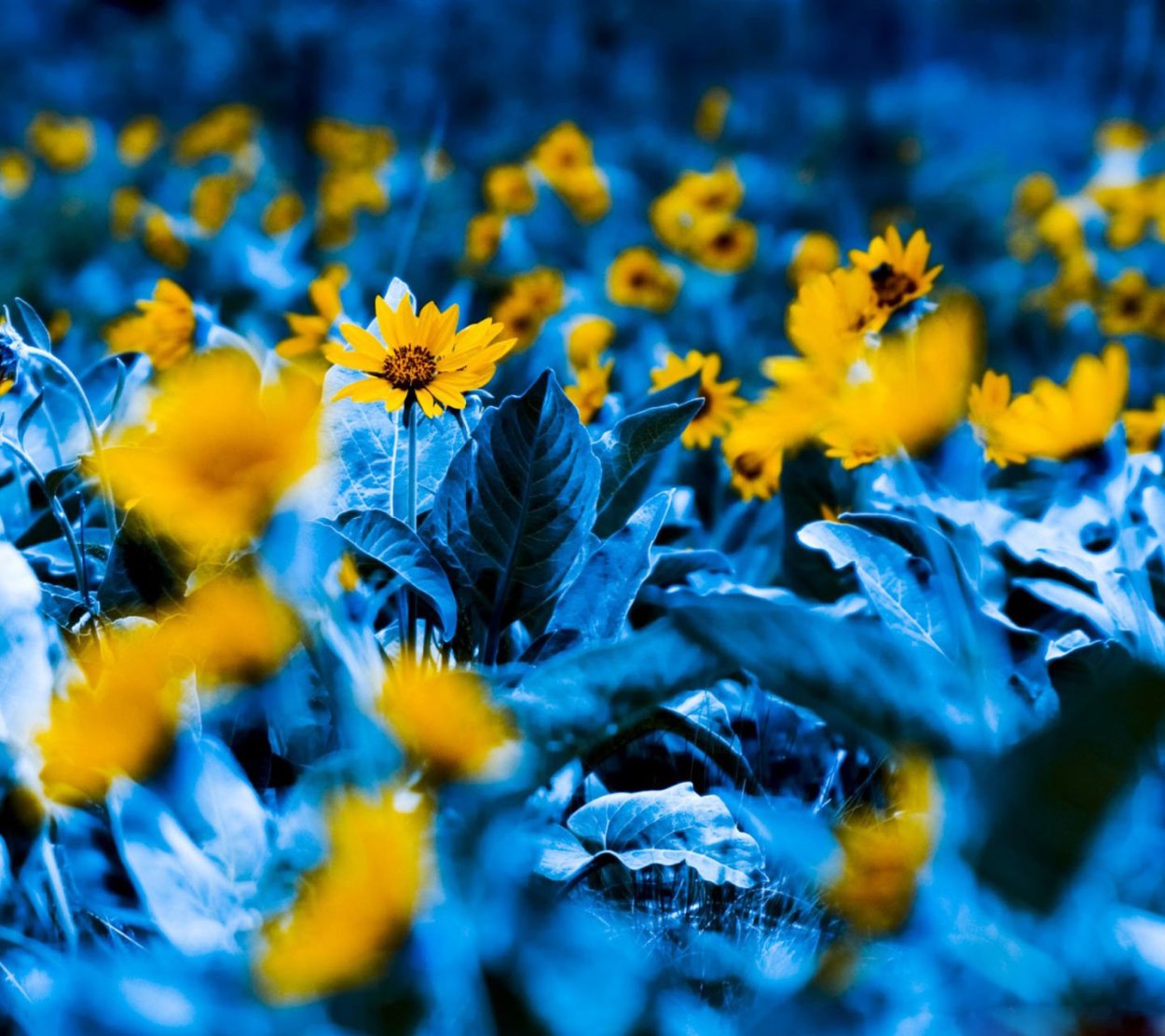 Фото обложки для фейсбука Yellow