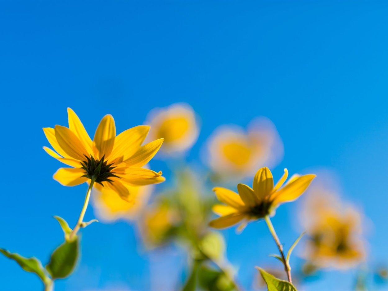 Яркие цветы