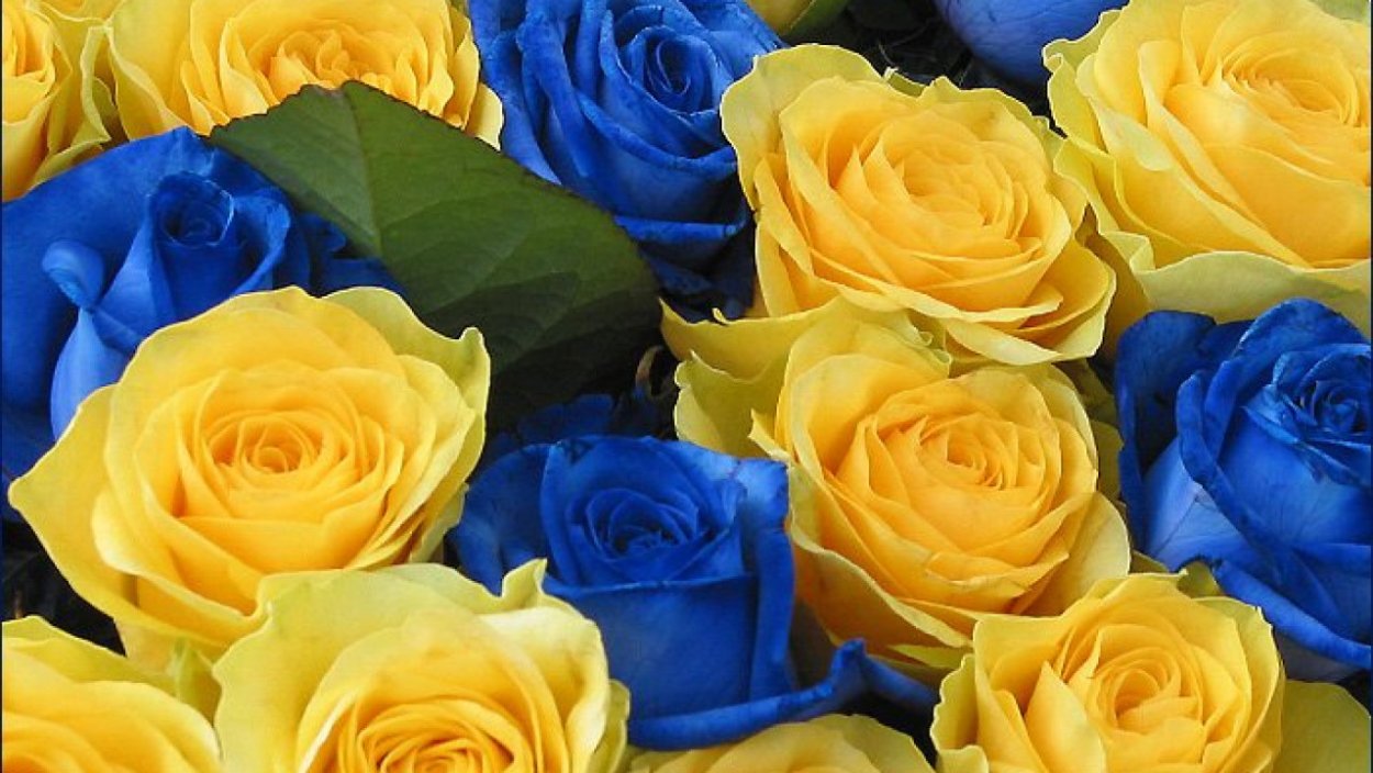 Желто синие цветы