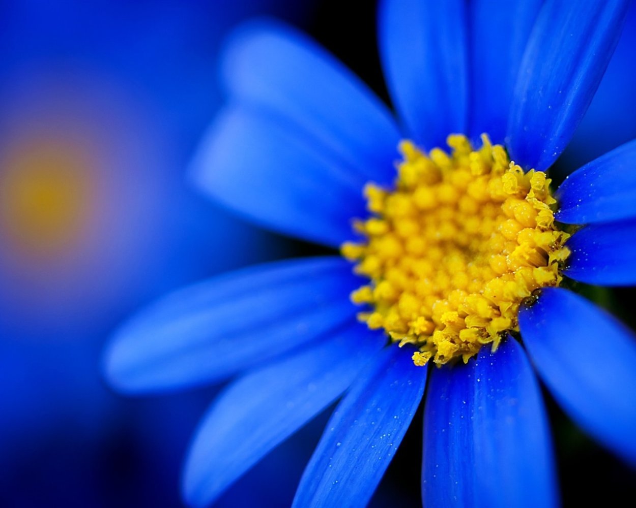 Синий и желтый