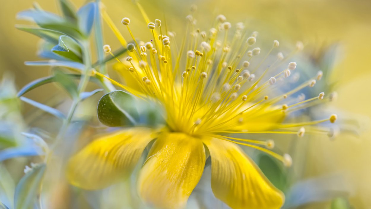 Синие цветы