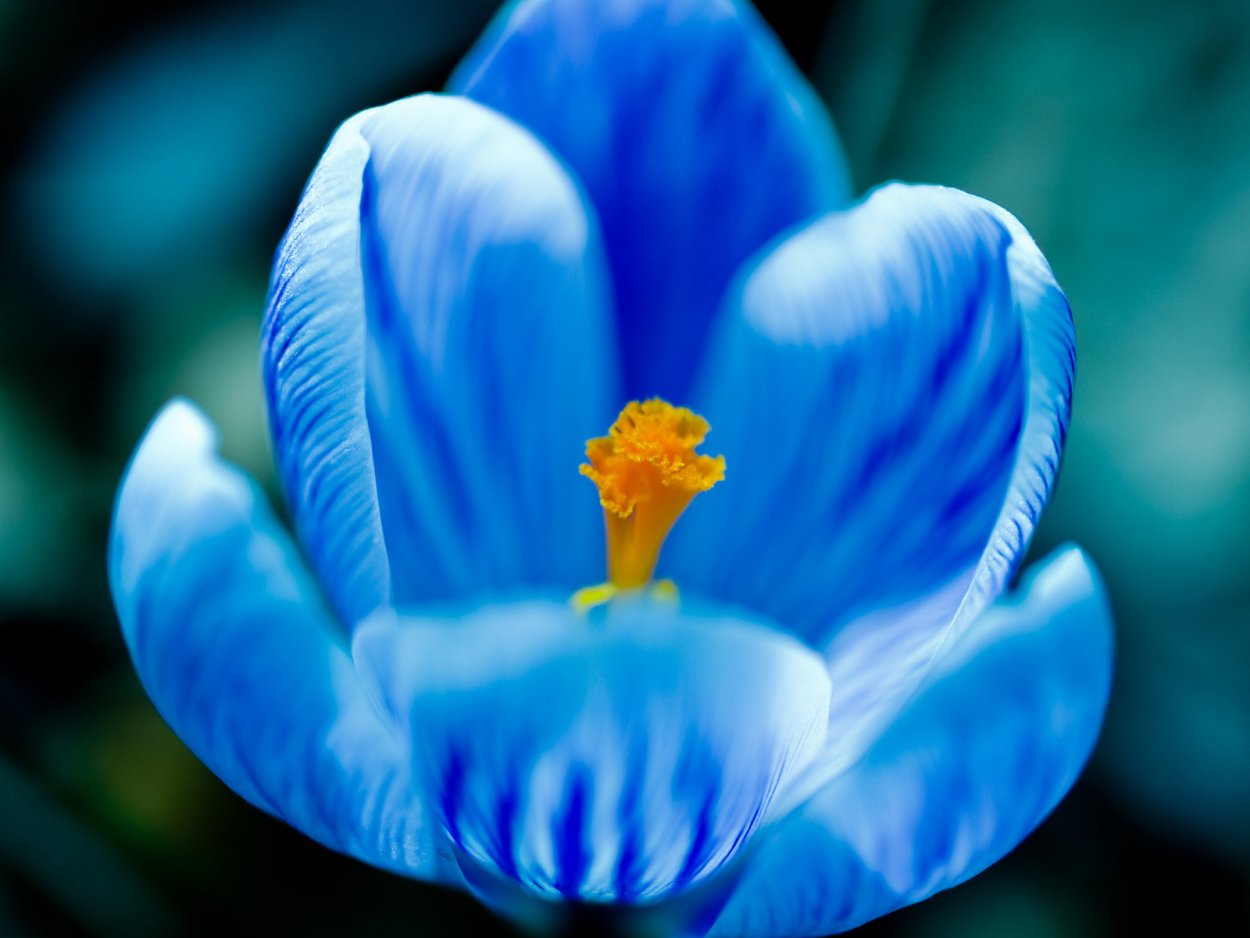 Жёлтый цветок