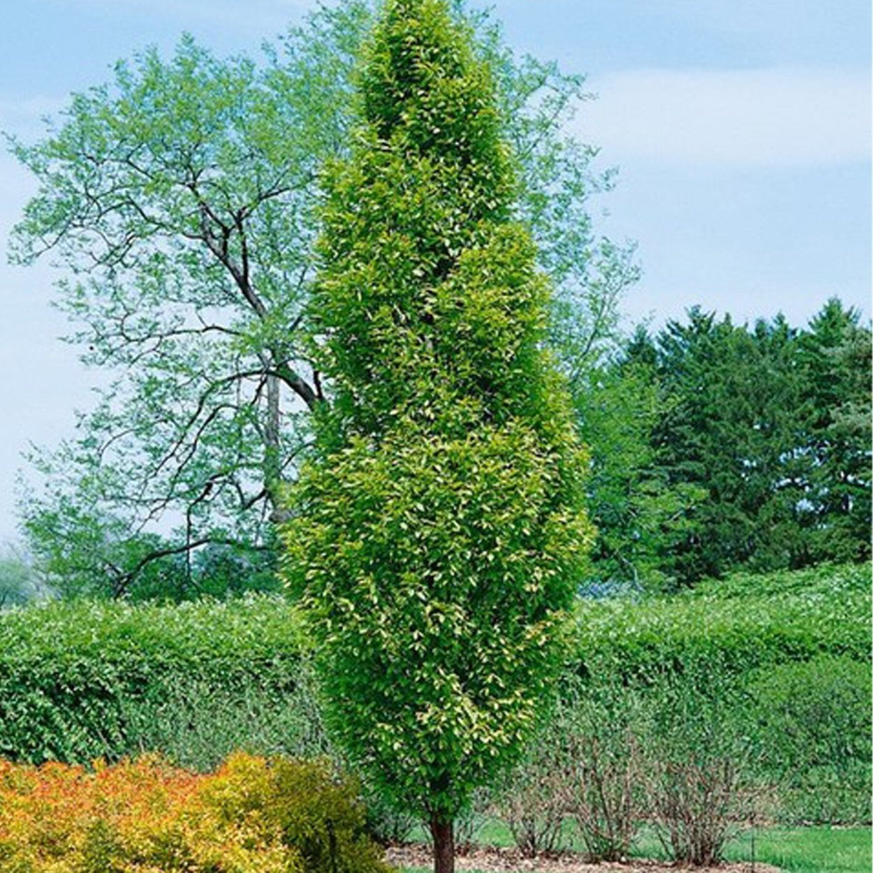 Граб обыкновенный Фастигиата