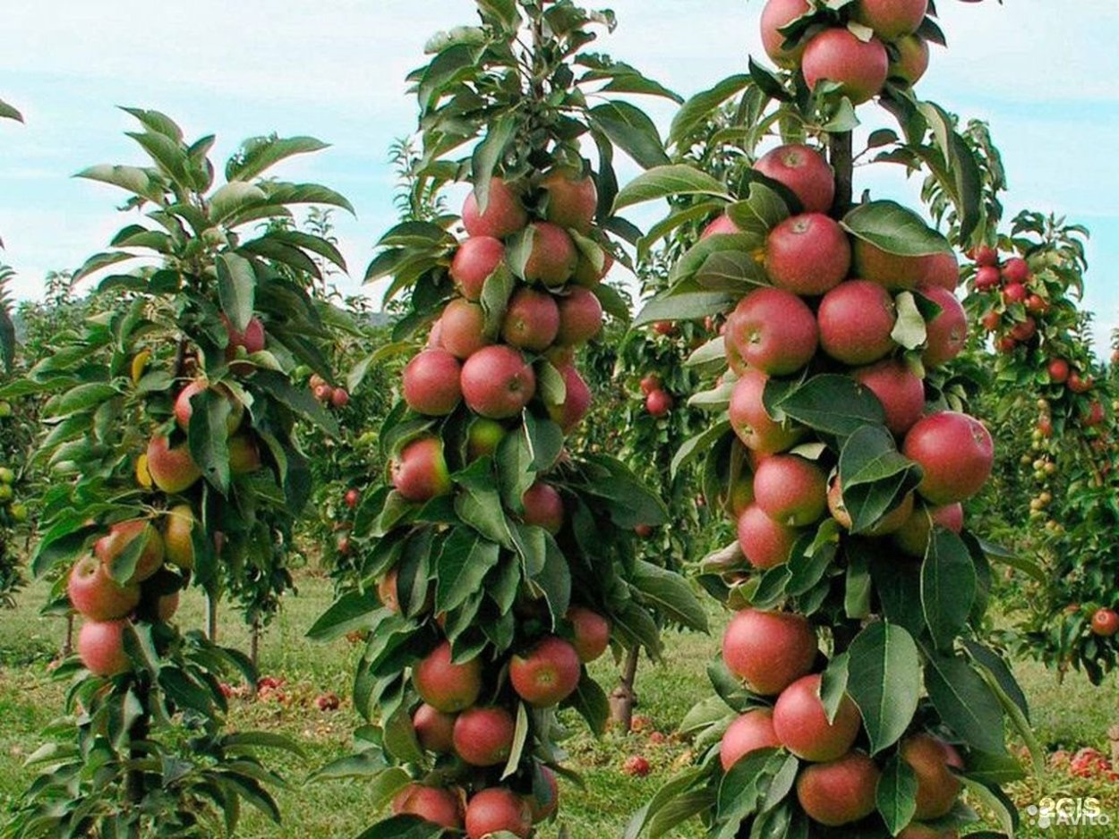 Яблоня Тамара колоновидная