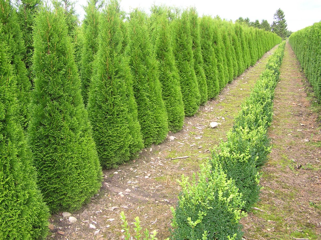 Колоновидная груша дерево