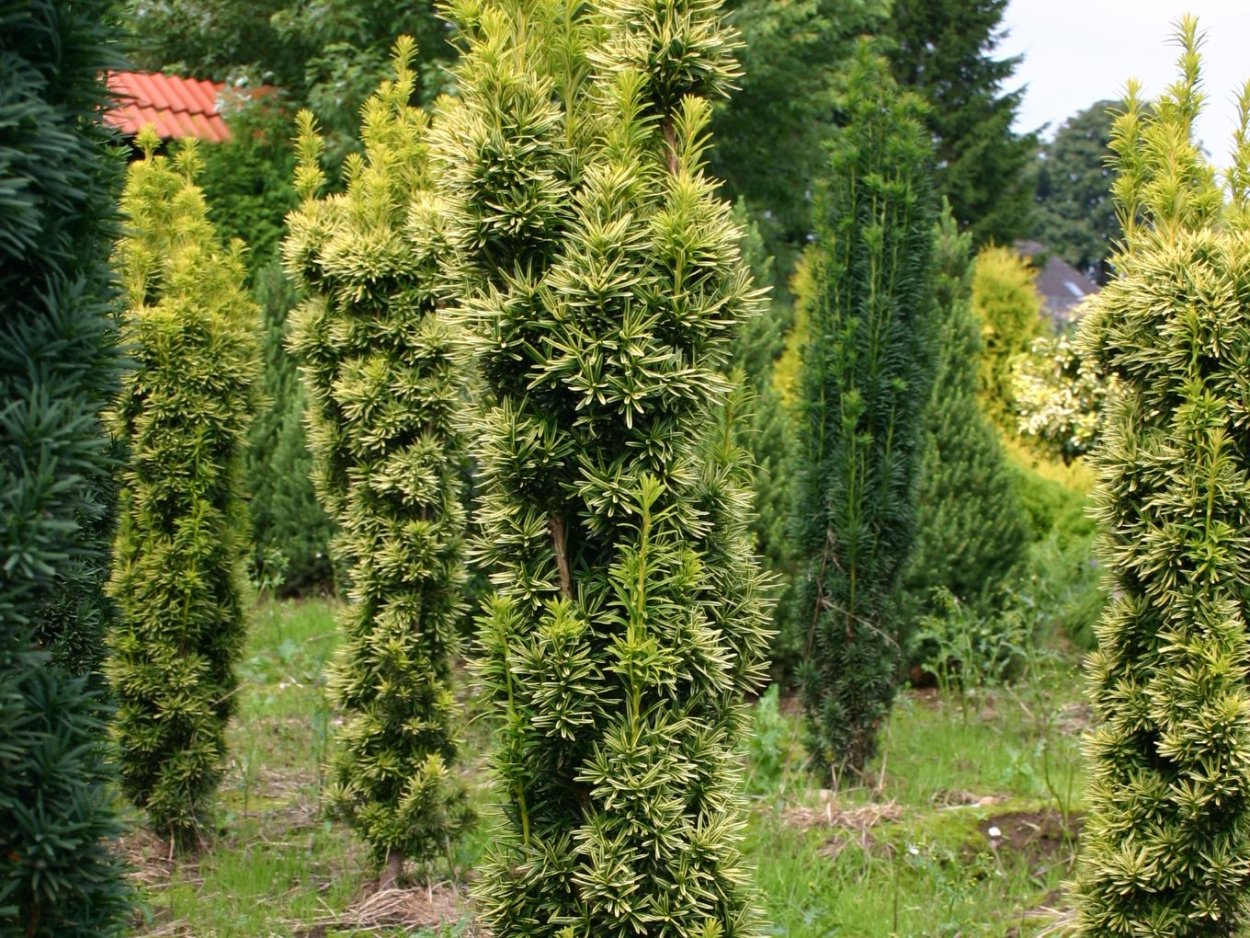 Туя Смарагд с гортензией