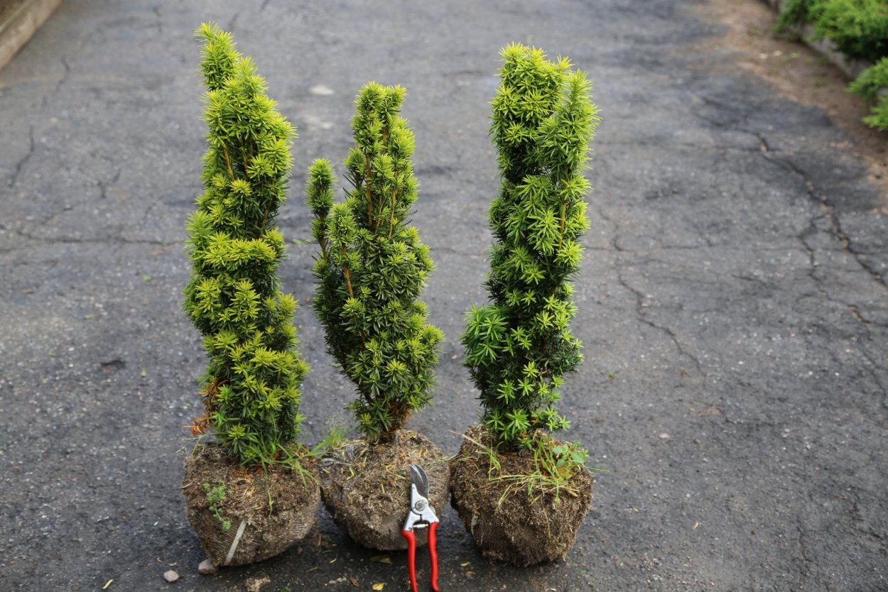 Дуб черешчатый Фастигиата костер