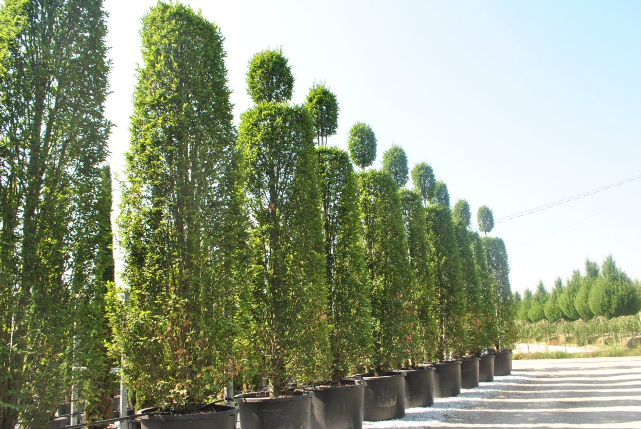 Яблони колоновидные изгородь