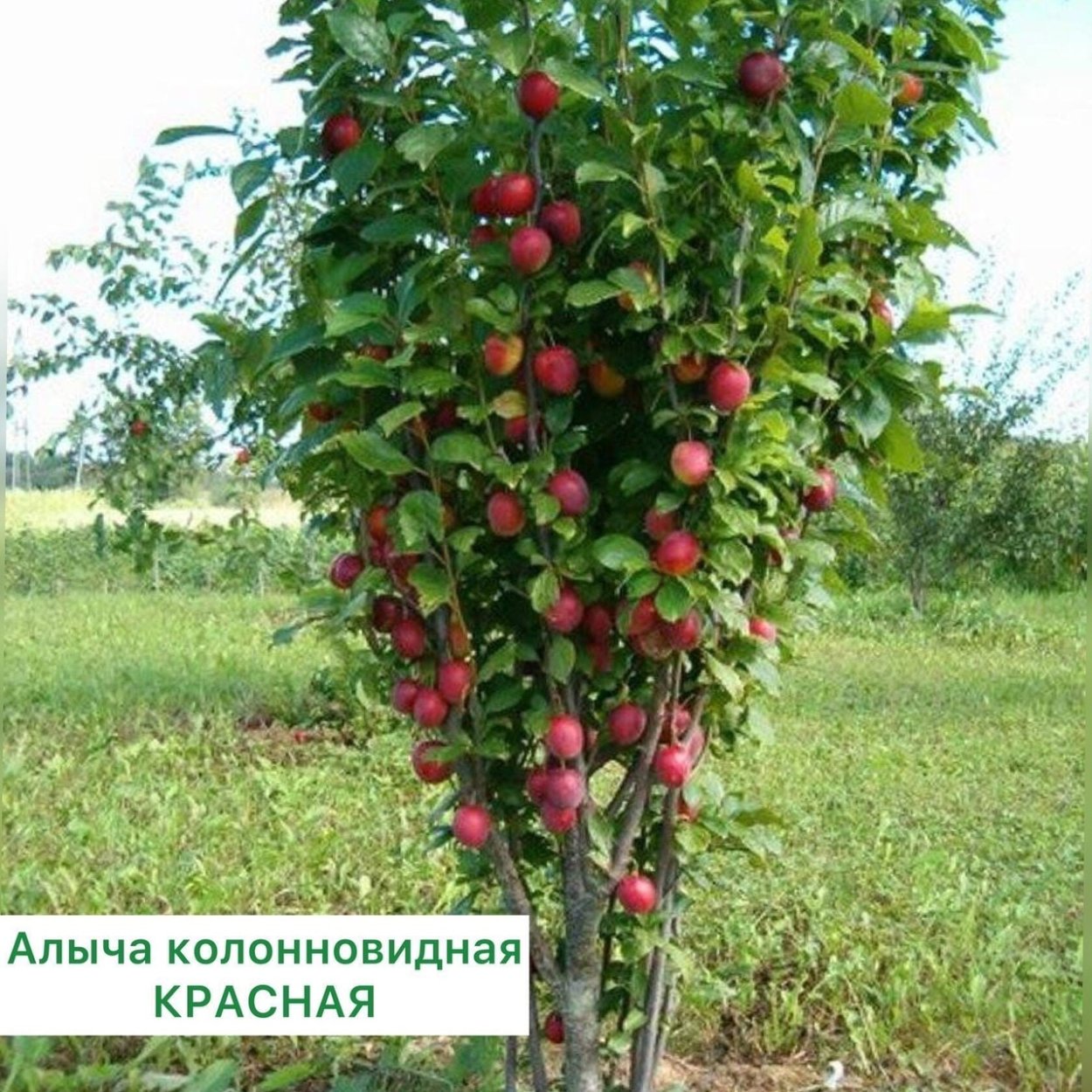 Колоновидная вишня Морозовка