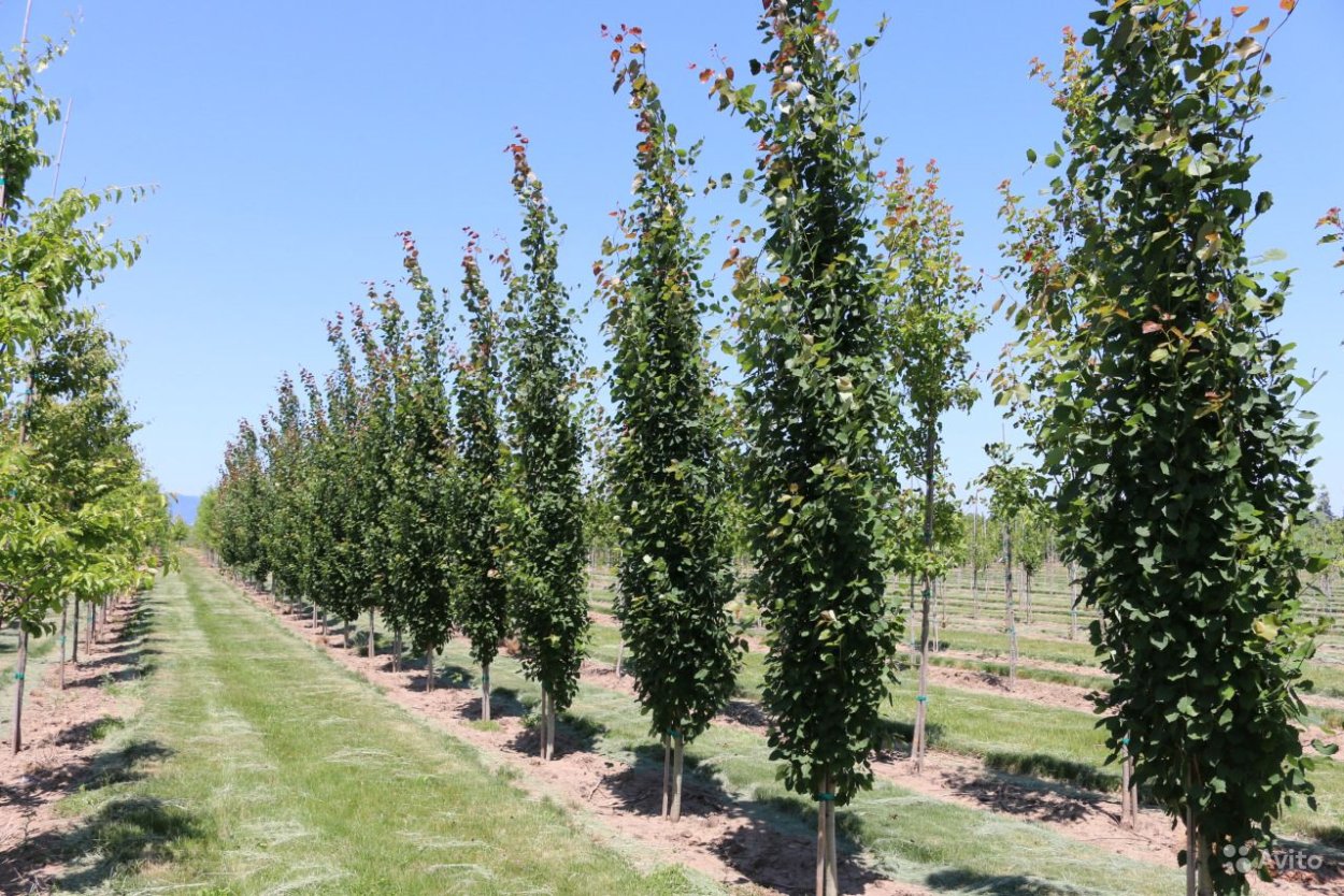 Груша колоновидная г1