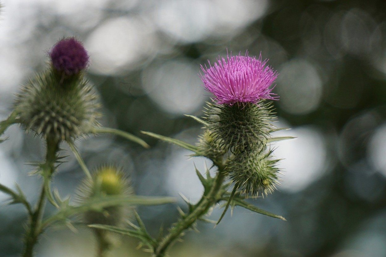 Картинка на аву колючий