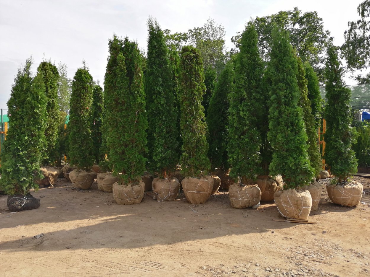 Яблоня "ред Обелиск" (Malus 'Red Obelisk')