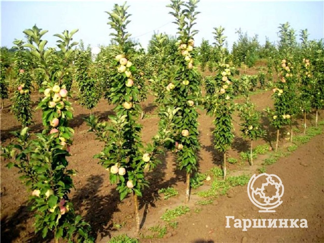 Тисс Фастигиата Ауреа