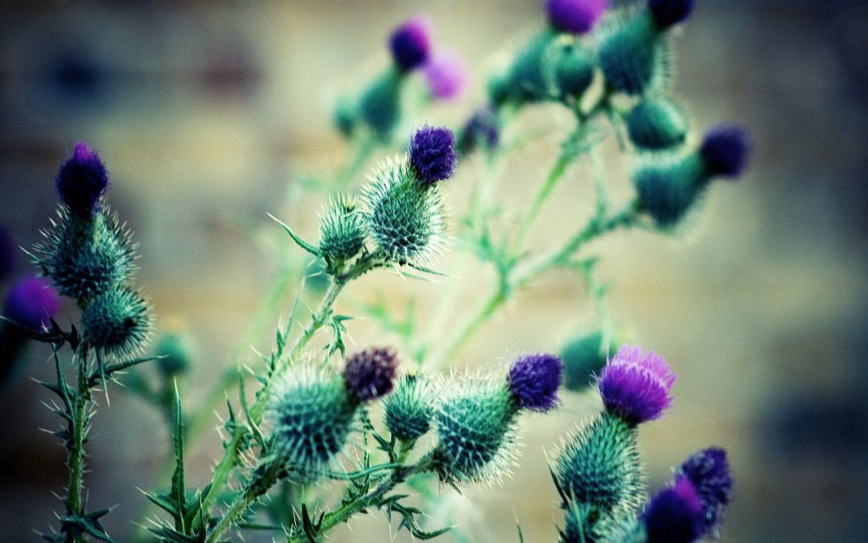 Голубой репейник