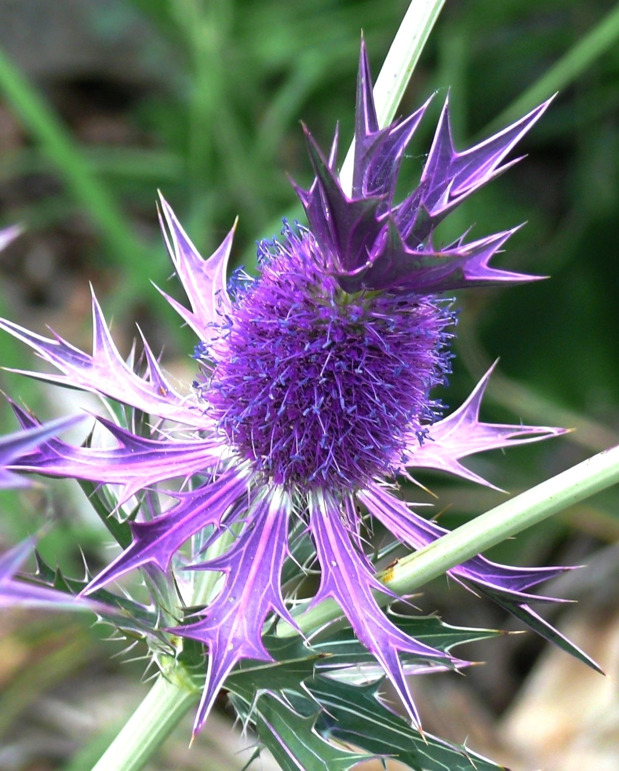 Eryngium leavenworthii