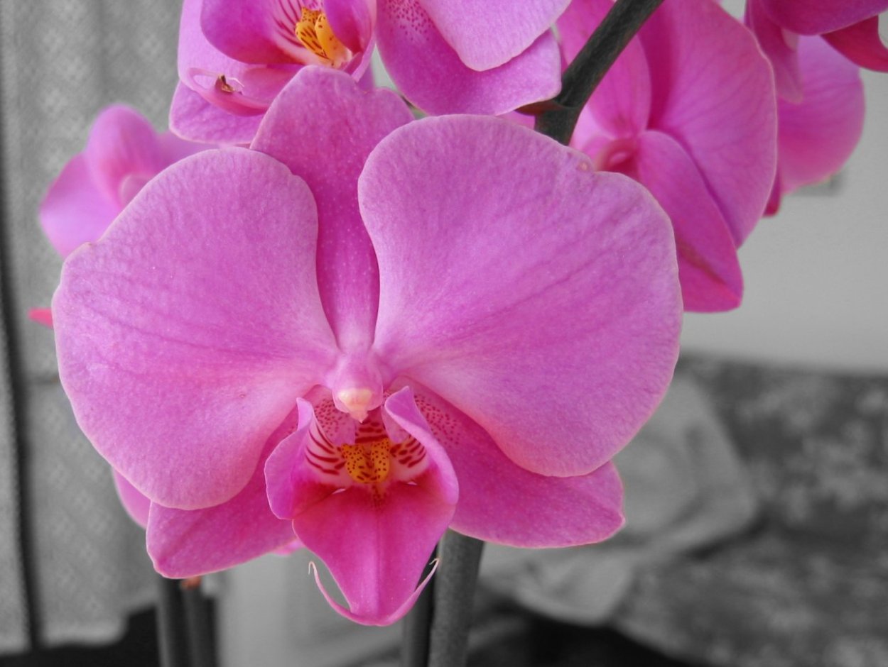 Фаленопсис фиолетовый с белым и желтым