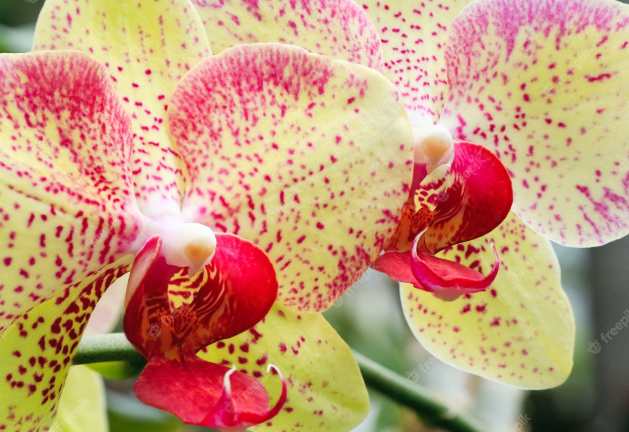 Фаленопсис сиреневый с желтой губой