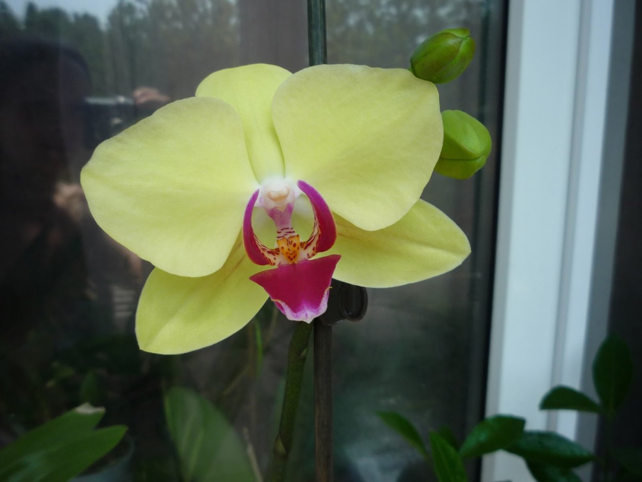 Фаленопсис Volcano