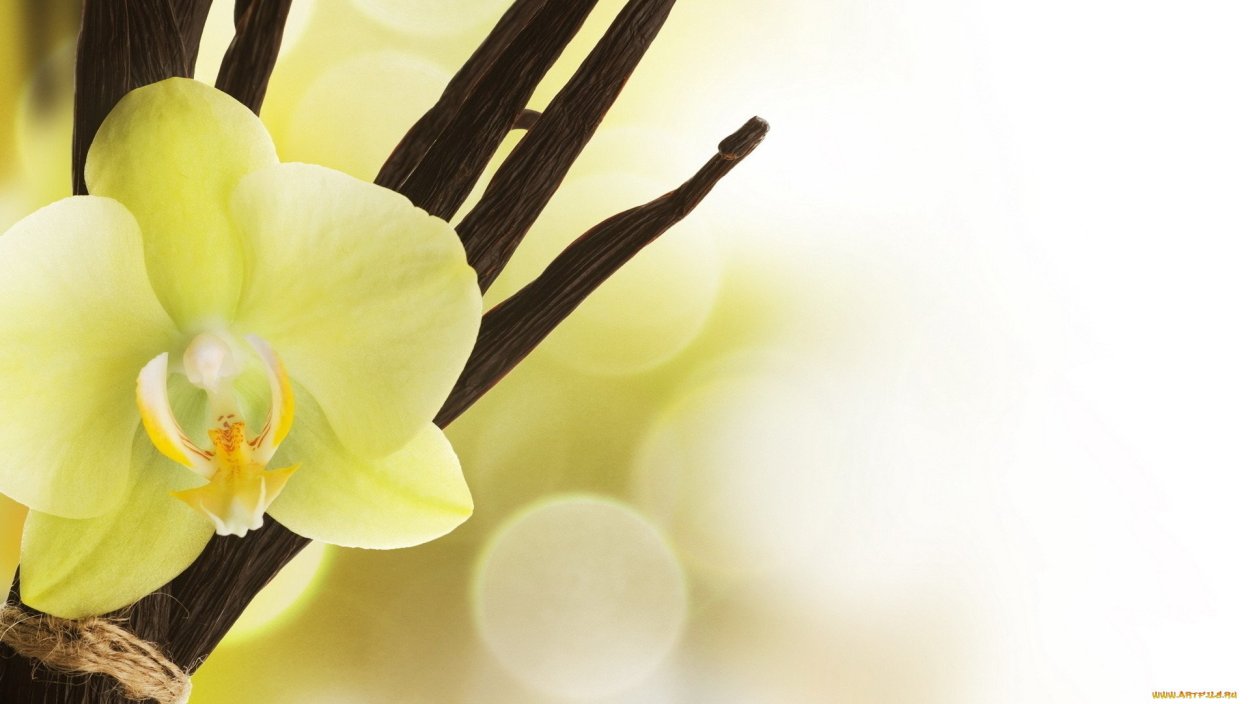 Орхидея Phalaenopsis Salinas