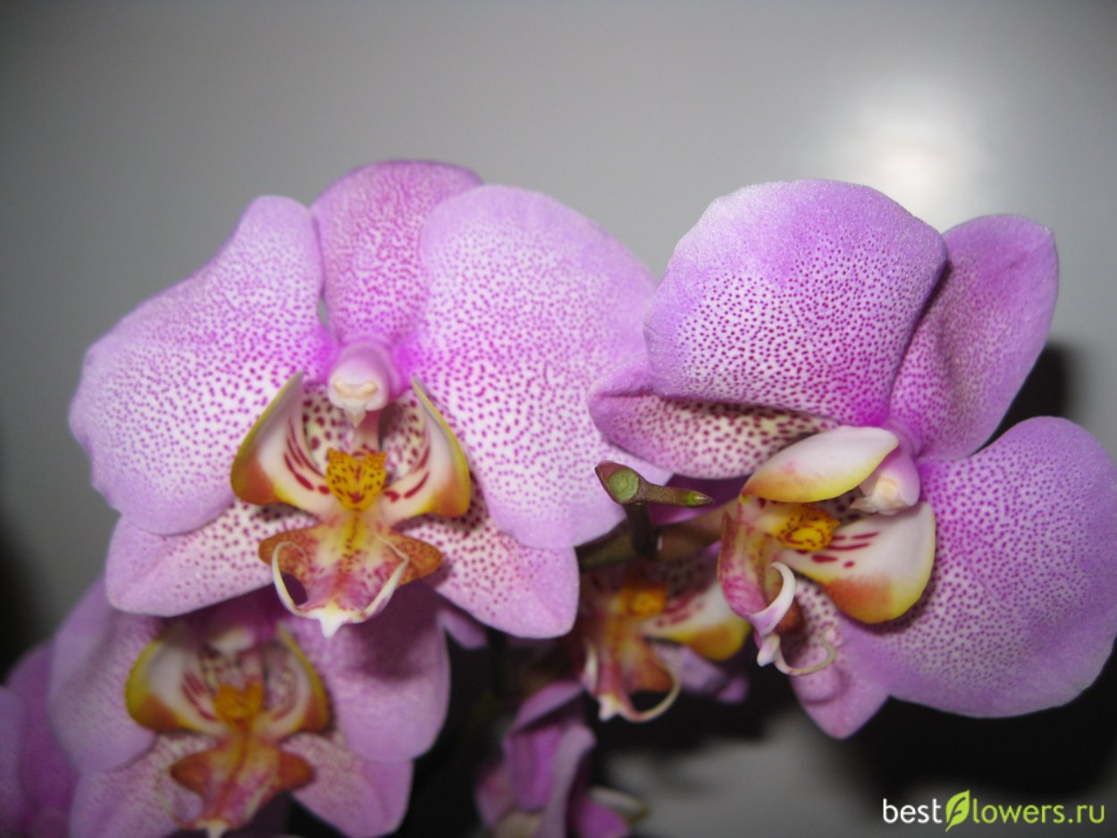 Фаленопсис Фелиция