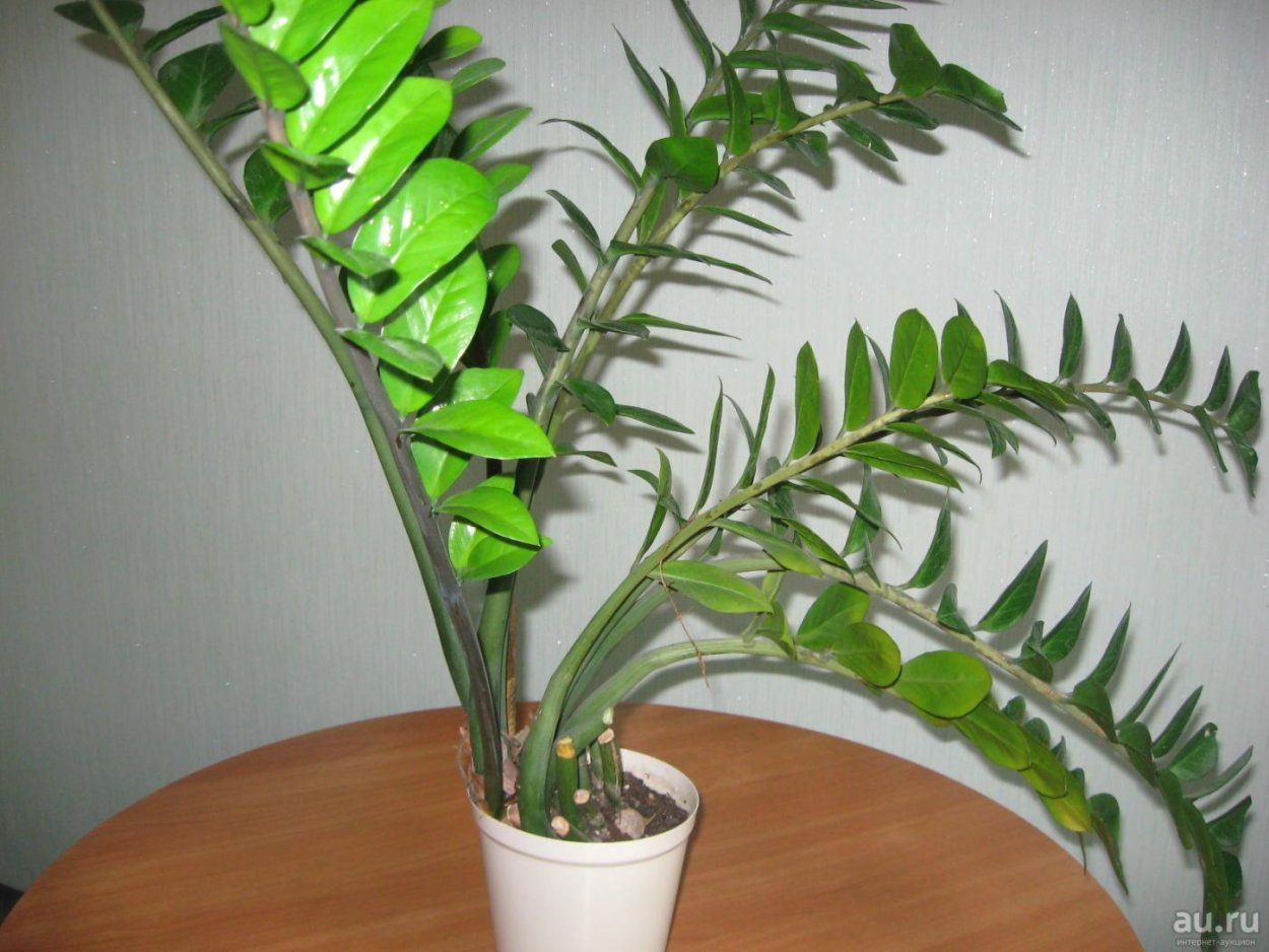 Замиокулькас цветок корни