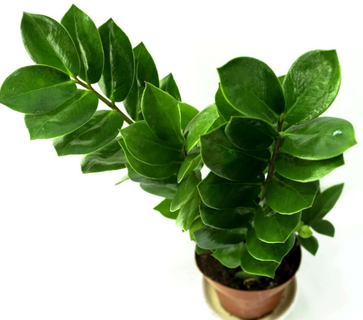 Замиокулькас цветок