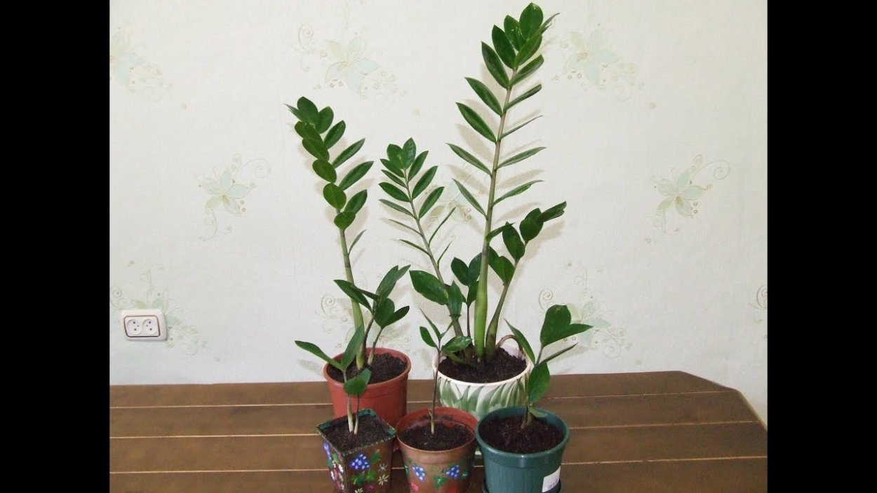 Замиокулькас цветок рисунок