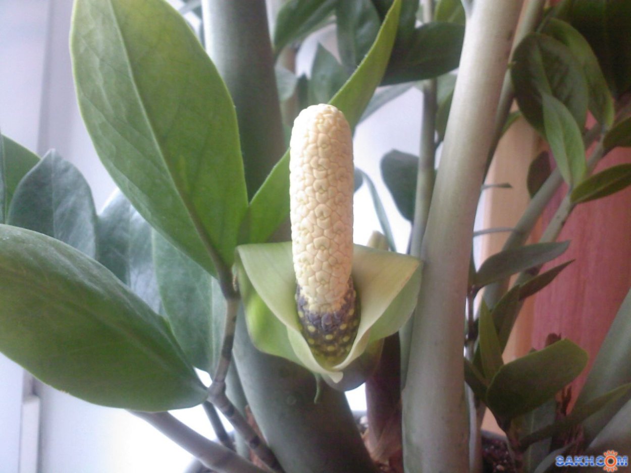 Новый Росток замиокулькаса