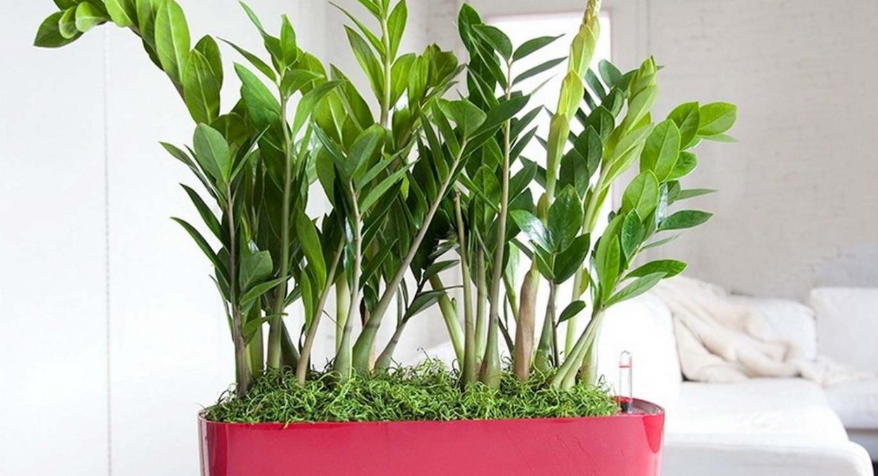 Комнатный цветок замиокулькас