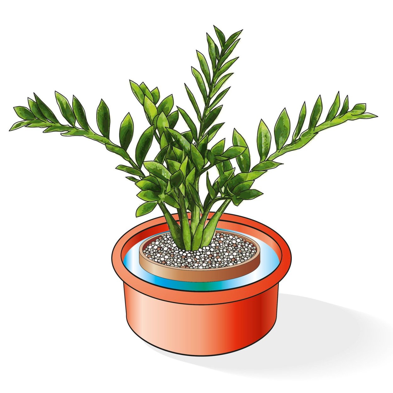 Денежное дерево долларовое