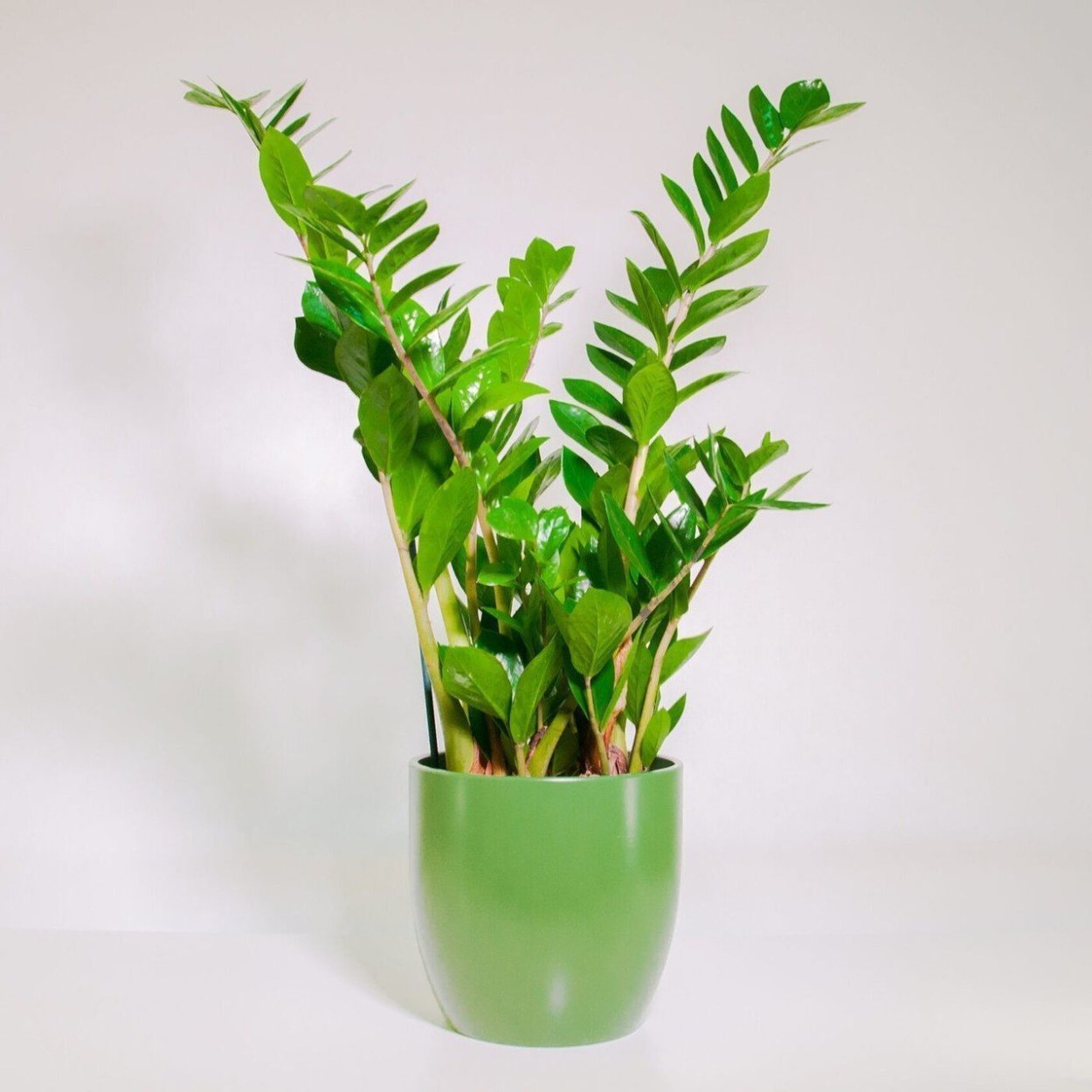 Замиокулькас долларовое дерево пересадка