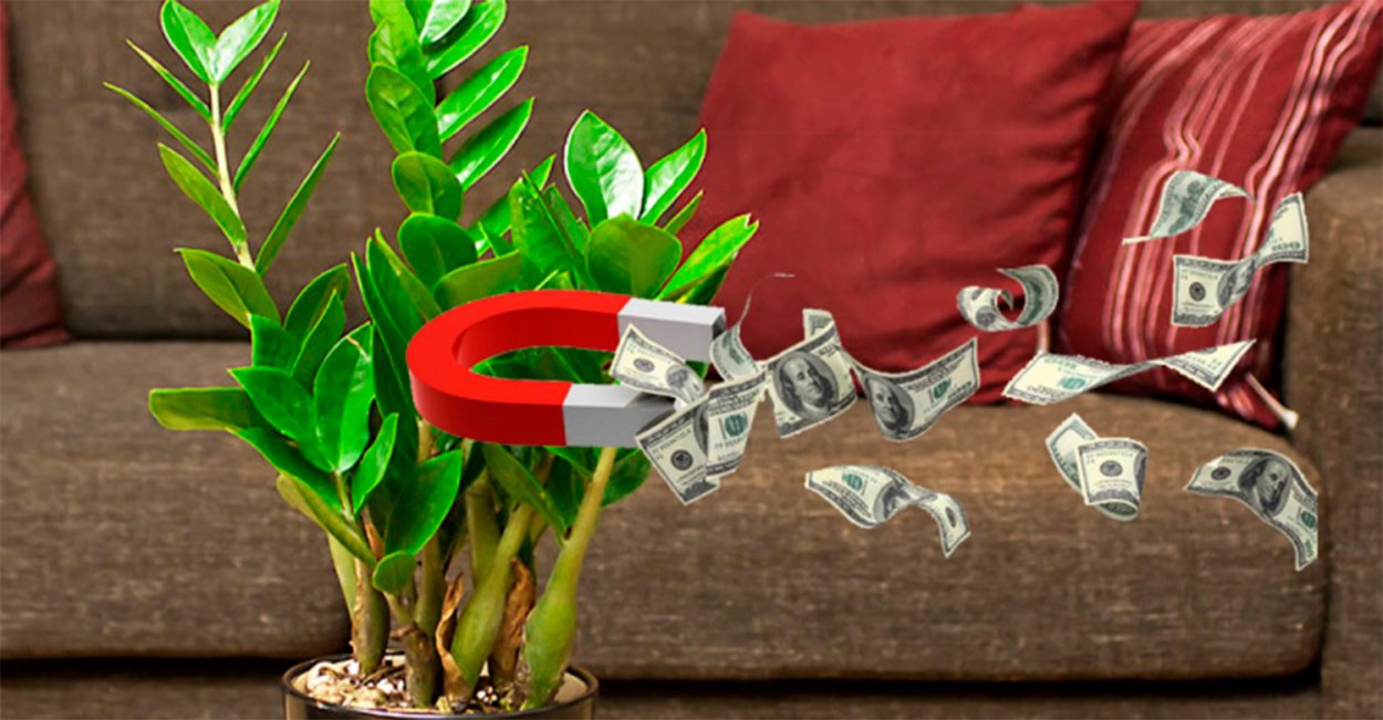 Фикус замиокулькас