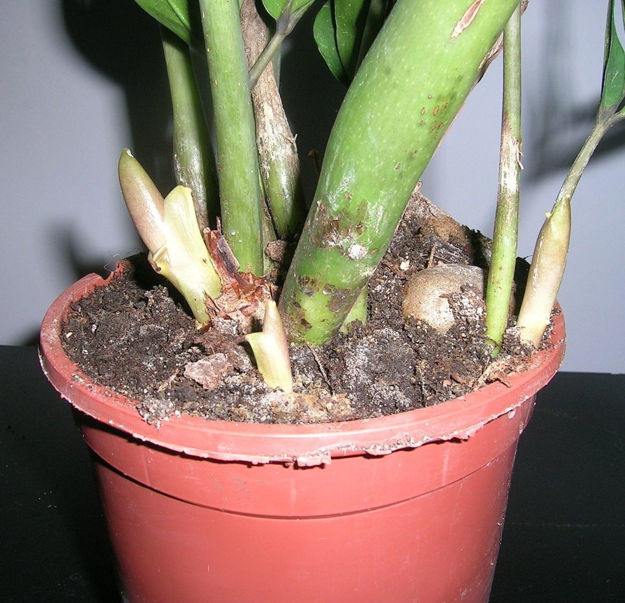 Полив цветок замиокулькас