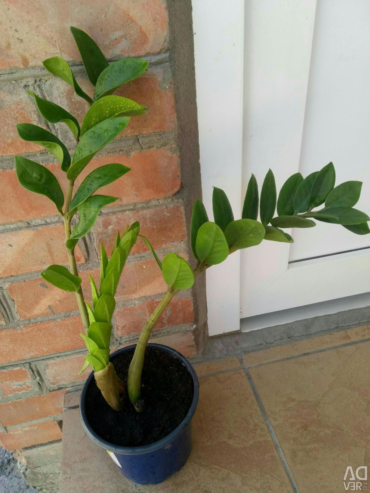 Долларовое дерево с деньгами