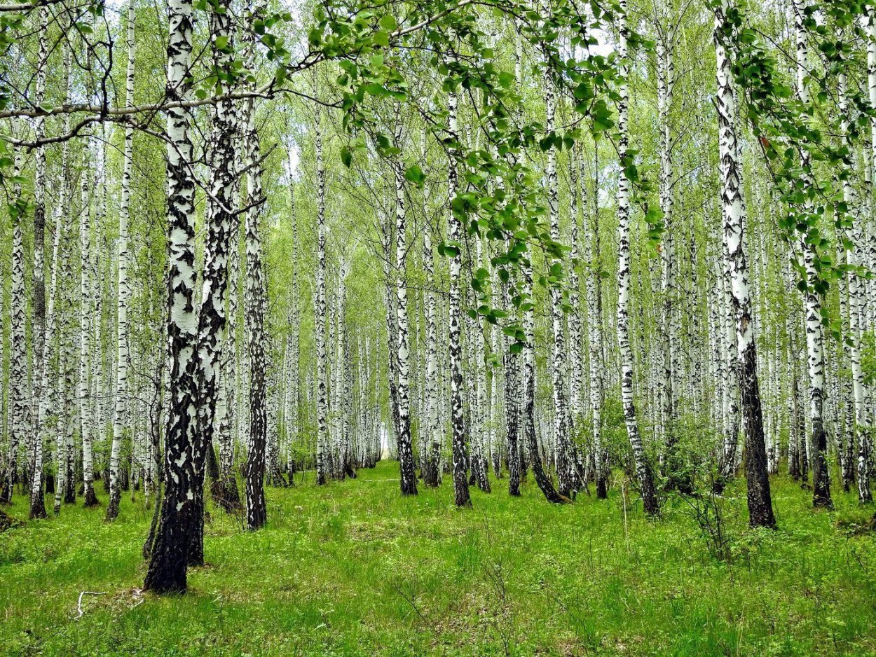 Корейская береза