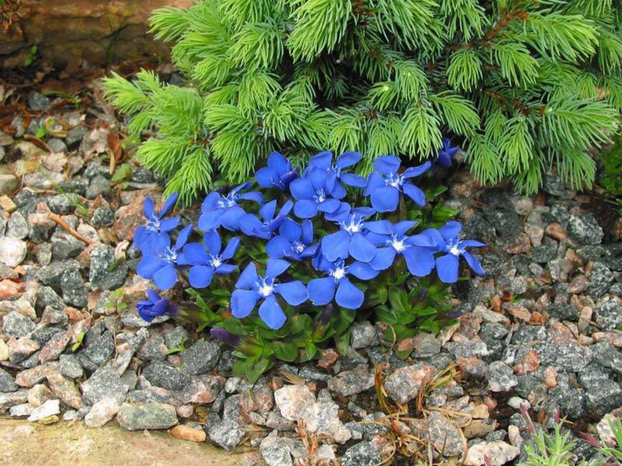 Горечавка Альпийская