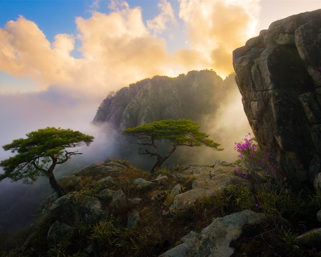 Корейская сосна Южной Кореи